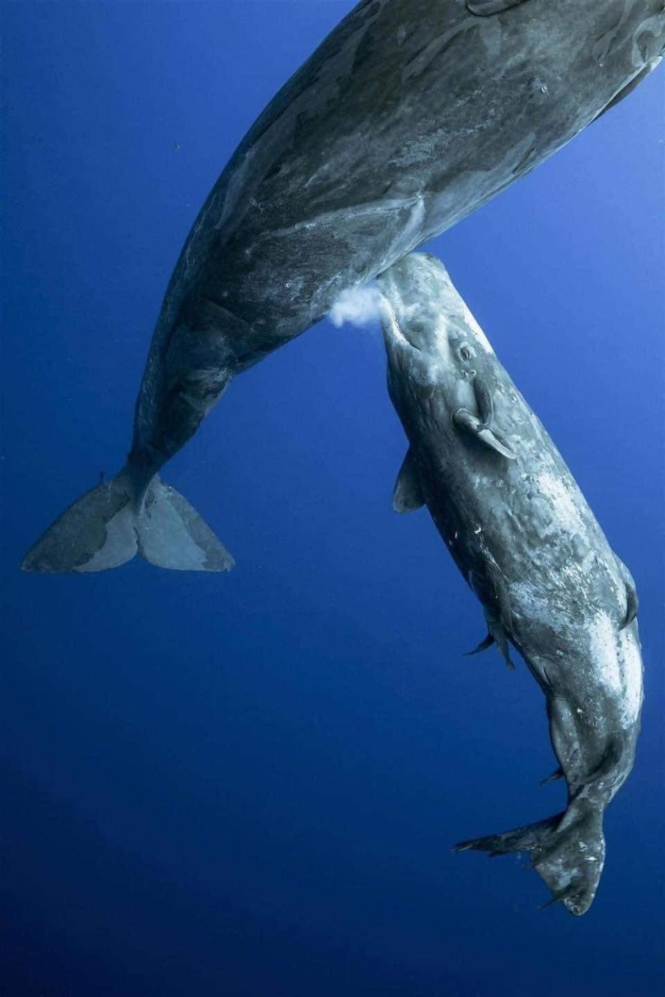 Hotel- Whale Tours And Sport Fishing Vista Mag-Bay Puerto San Carlos Bagian luar foto