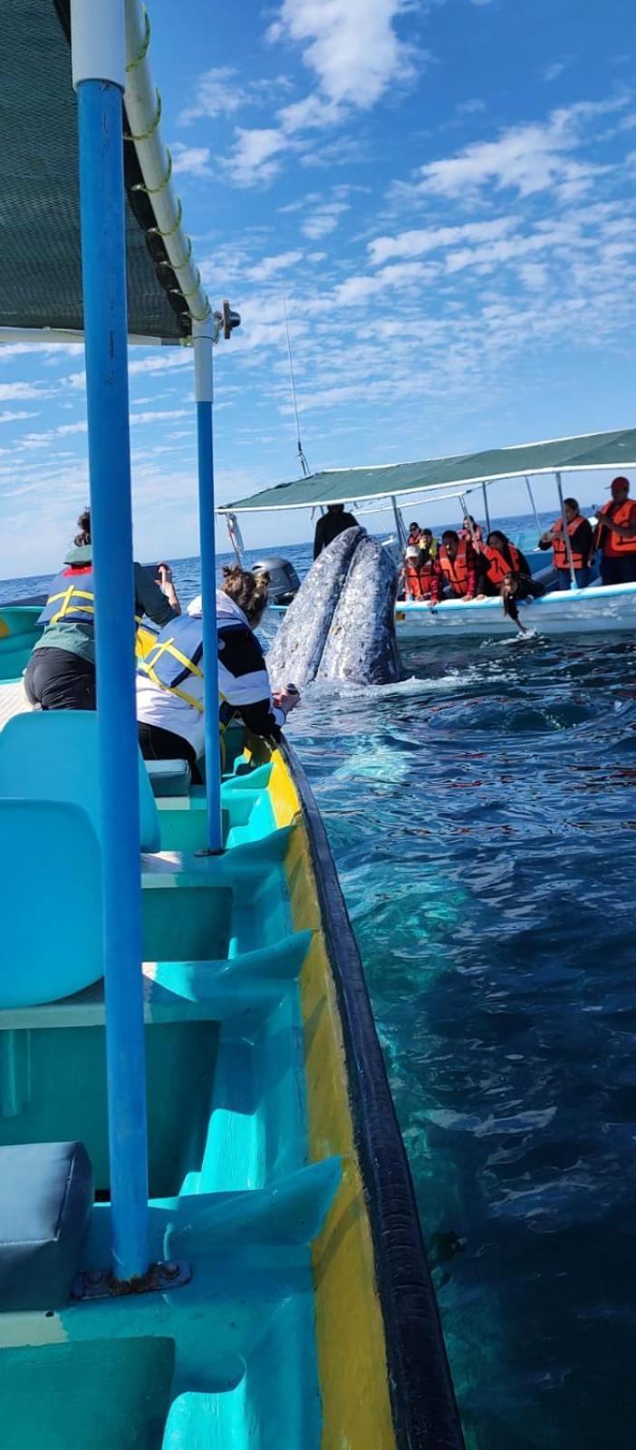 Hotel- Whale Tours And Sport Fishing Vista Mag-Bay Puerto San Carlos Bagian luar foto